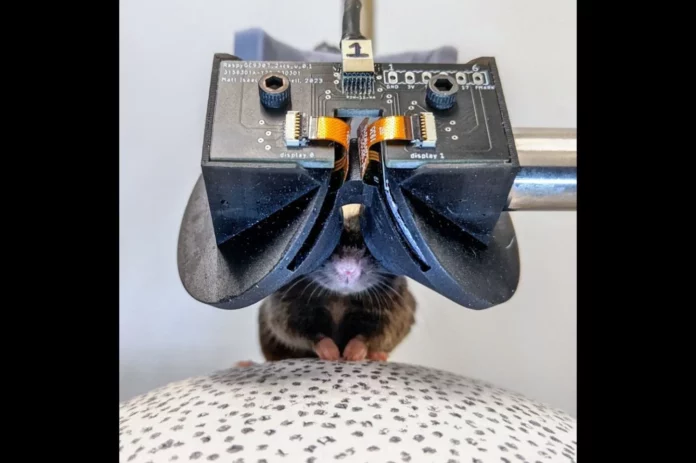 Scientists create tiny VR glasses for mice