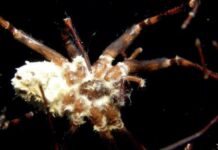 Scientists find fungus that turns spiders into “zombies” Scientists find fungus that turns spiders into "zombies"