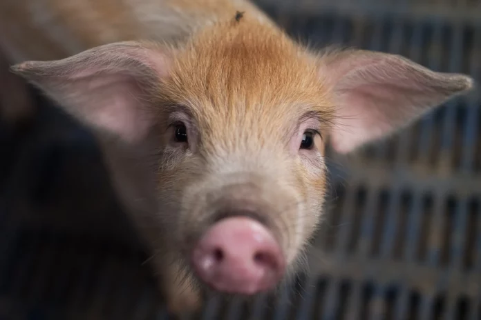 Researchers teach AI to interpret animal emotion