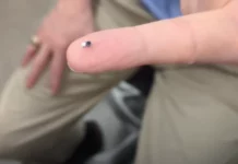 The world’s smallest pacemaker is powered by light The world's smallest pacemaker is powered by light