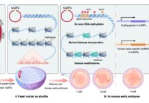 Chinese scientists achieve a breakthrough in the field of human DNA Chinese scientists achieve a breakthrough in the field of human DNA